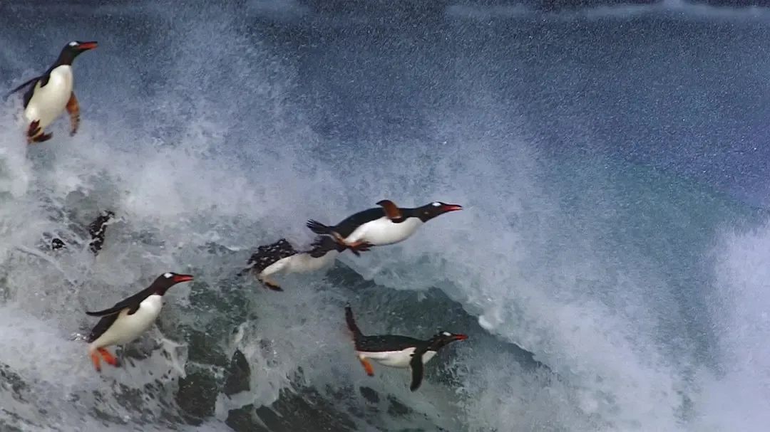 假期儿童纪录片推荐经典,青少年假期推荐纪录片