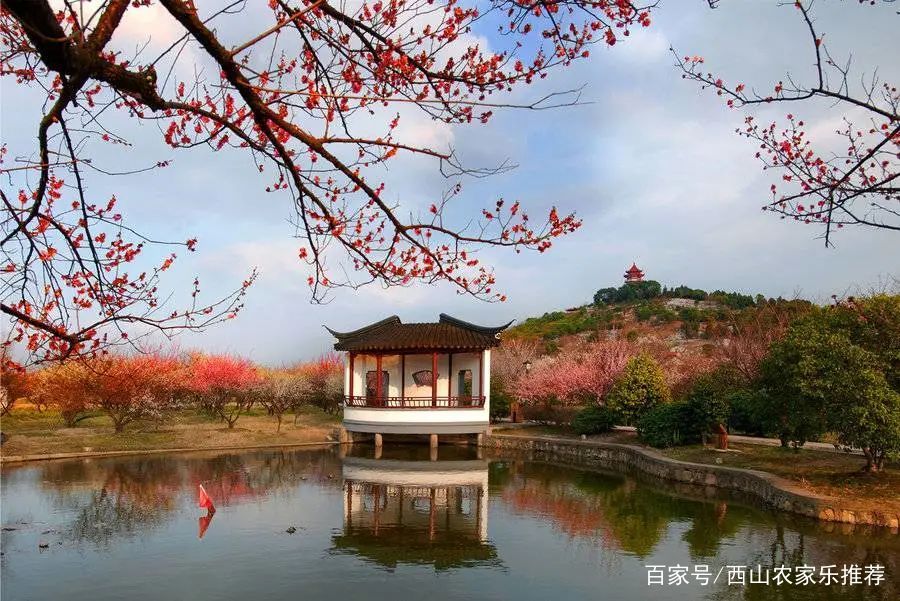 苏州西山网红打卡地樱花,苏州西山风景区有什么好玩的地方