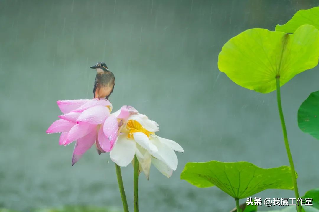 第16届国际摄影艺术展获奖作品,第29届全国摄影艺术展览作品集