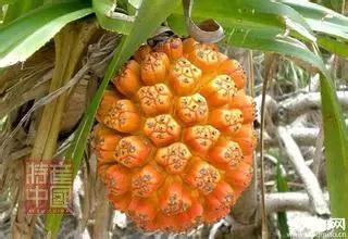 世界稀奇水果品种大全,世界热带奇特水果品种介绍