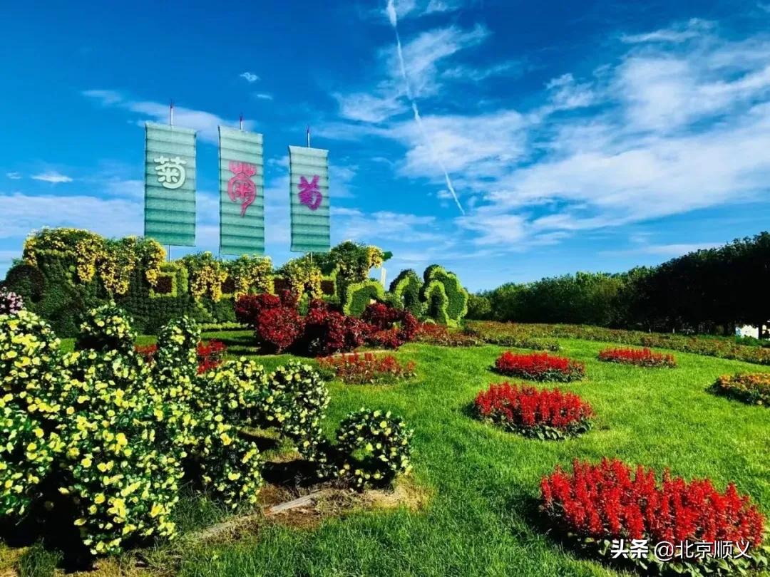 国庆节赏秋的好地方,北京国际鲜花港菊花展几月份最好