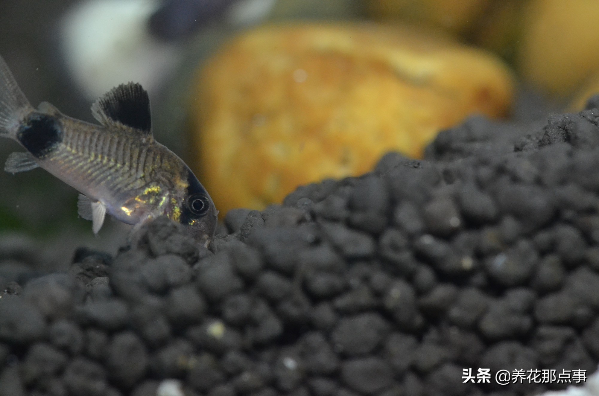 热带鱼好养新手入门推荐大缸,热带鱼最好养活又漂亮