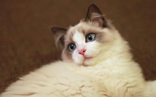 饲养布偶猫禁忌吃什么,饲养布偶