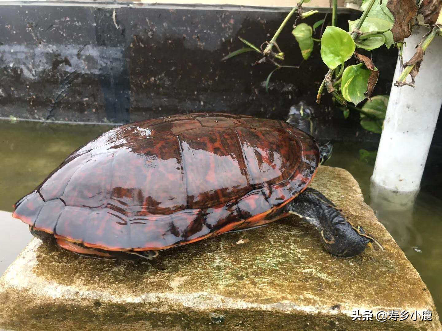 水龟要冬眠时水位是深还是浅水,黄喉拟水龟冬眠后第二年不吃东西