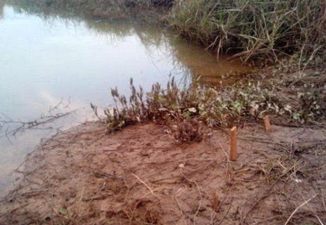 池塘钓野生甲鱼的最佳方法,野生甲鱼的生活习性及钓法