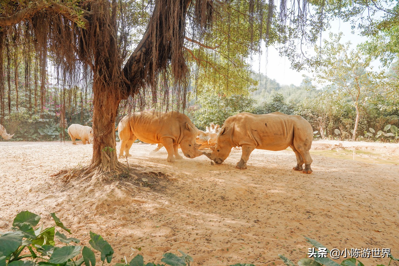 寒假广州长隆三天两夜亲子游攻略,带孩子广州长隆旅游攻略