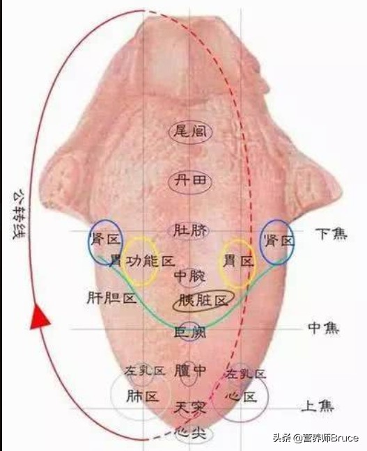 舌头观察身体症状,舌头观察健康状况