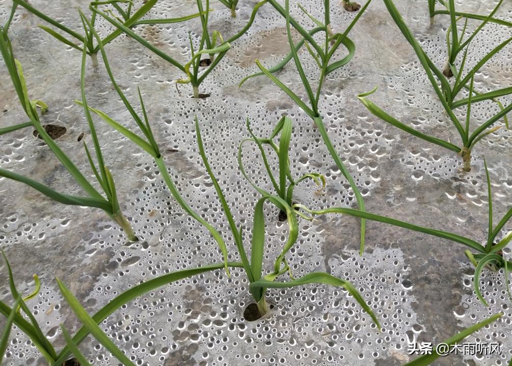 大蒜8个叶零下14度会冻伤吗,大蒜在零下几度不被冻伤