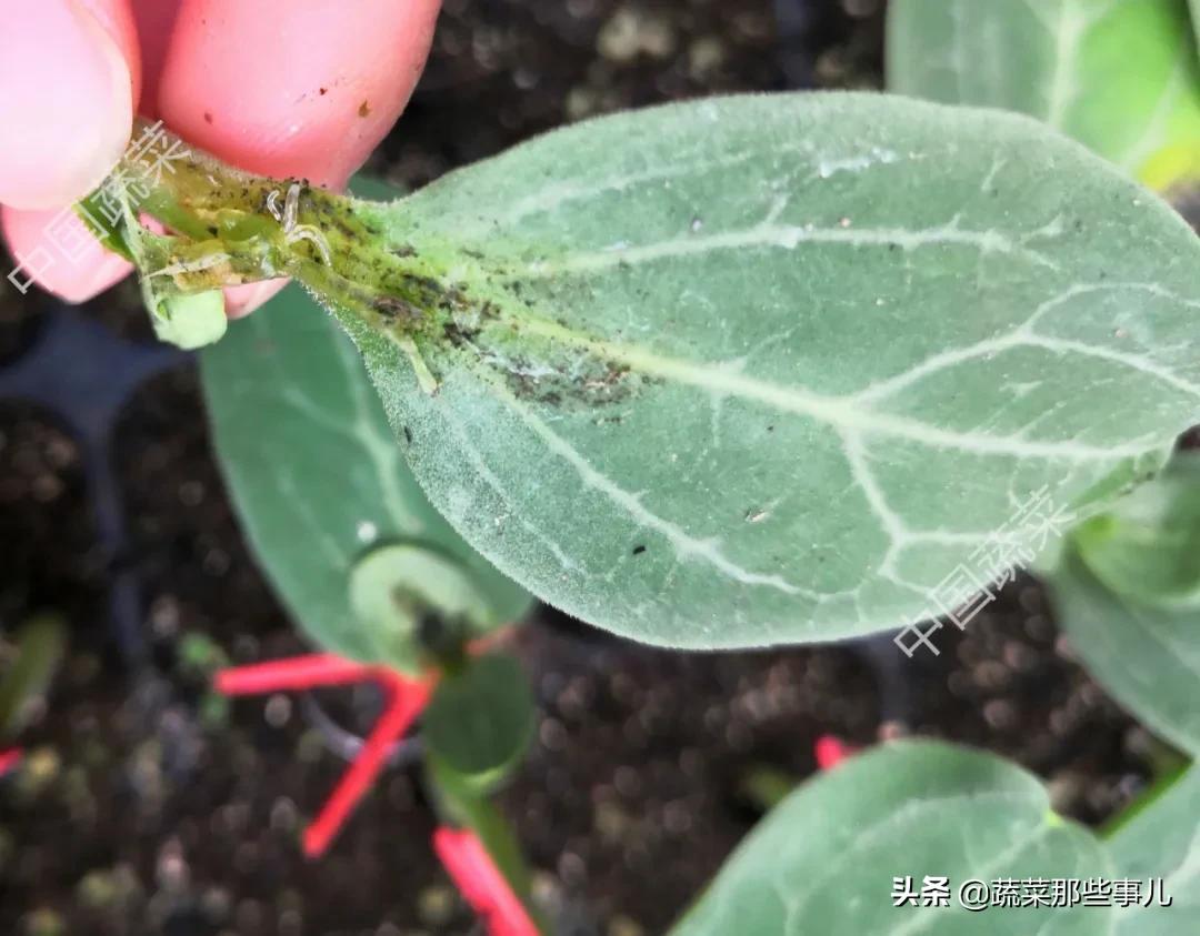 西瓜苗根里有蛆怎么办,西瓜苗期有白蛆用什么药