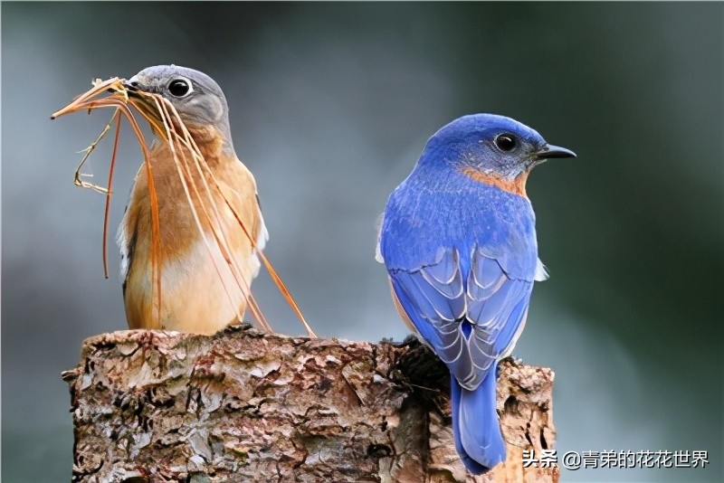笼养鸟神经紧张症的预防和治疗