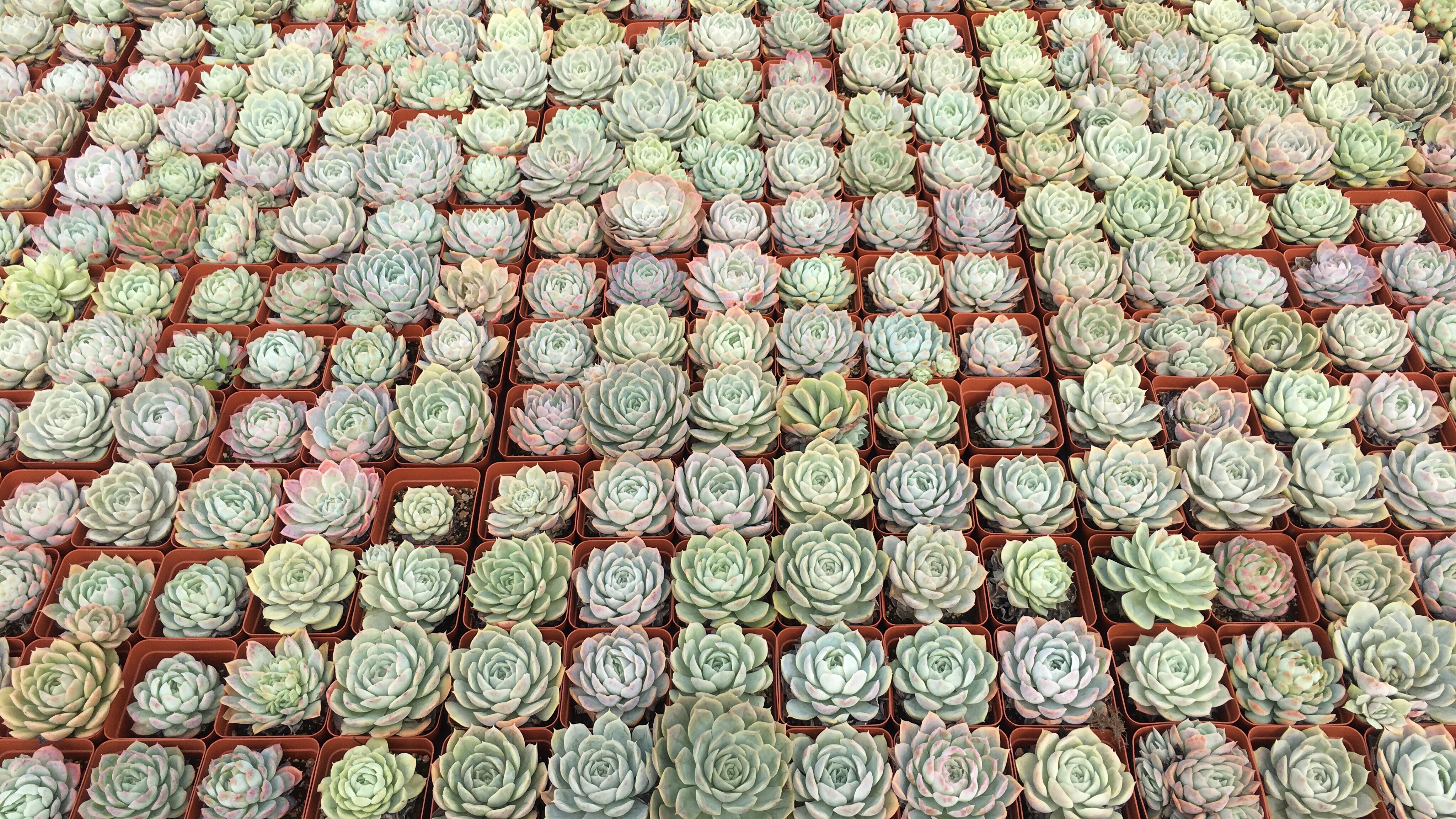 多肉植物滞销怎么养,多肉植物降价快的原因