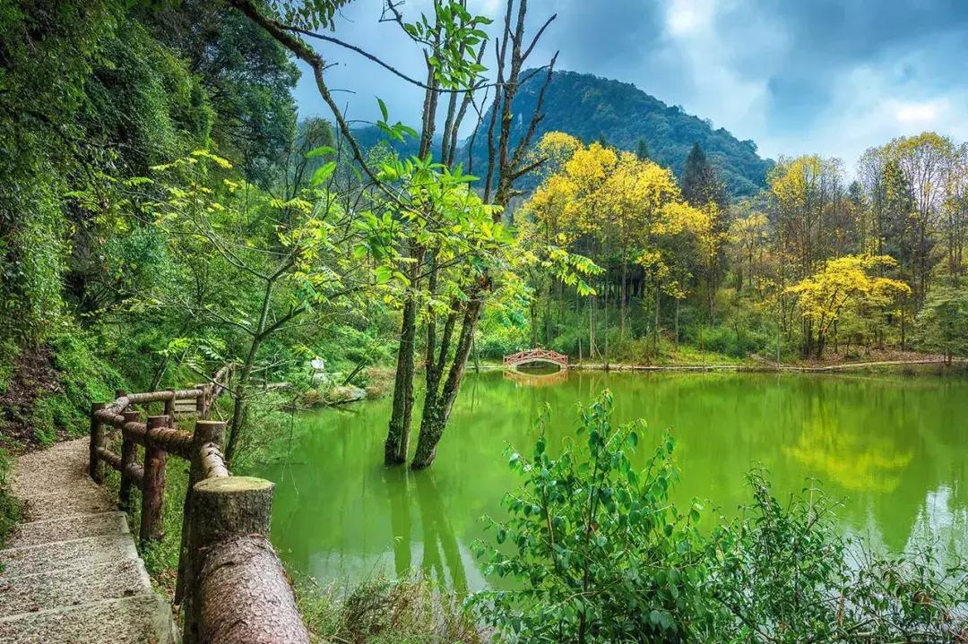 成都自驾百里杜鹃旅游攻略,万亩杜鹃花在青山幽谷