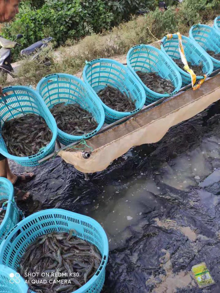 2019南美白对虾养殖形势,2021南美白对虾病害