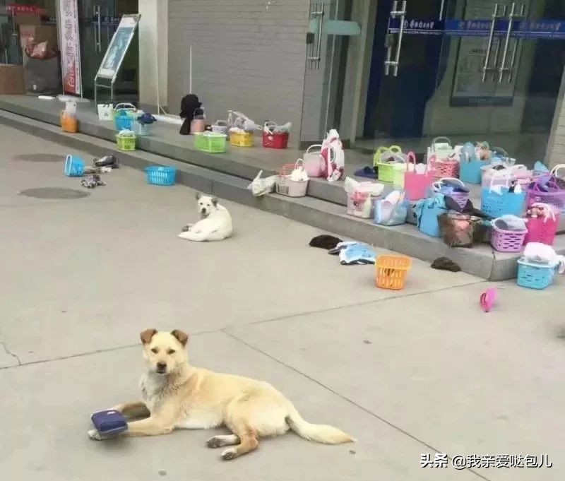 被全网通缉的狗,全网通缉的狗是谁