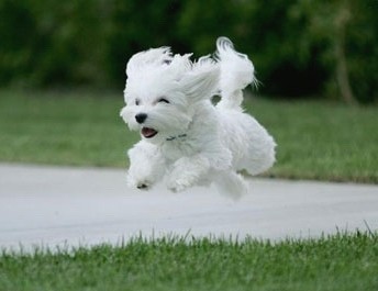 狗狗幼犬一般啥时候买价位低,各种狗狗的幼犬的价格