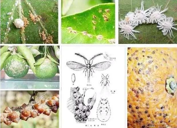 如何防治大球蚧,大球蚧怎么防治