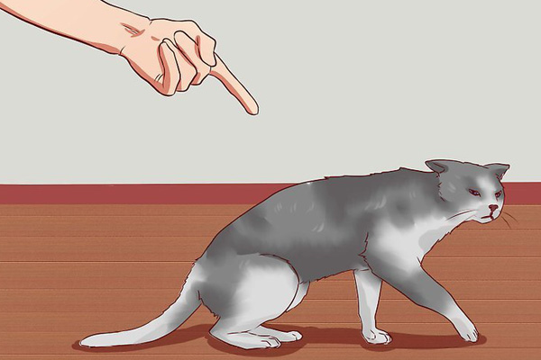 怎么改变猫咪挠人的习惯,怎么让猫咪改掉抓你的坏习惯