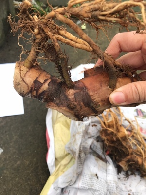 野姜花适不适合盆栽,给人带来快乐的花