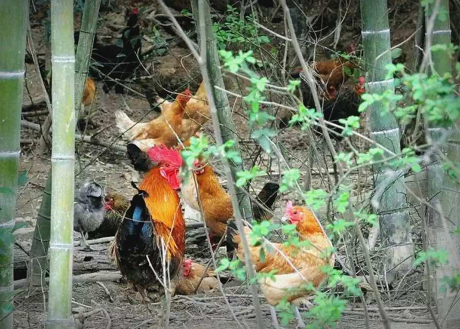 养鸡100万致富经视频,900元养鸡养猪