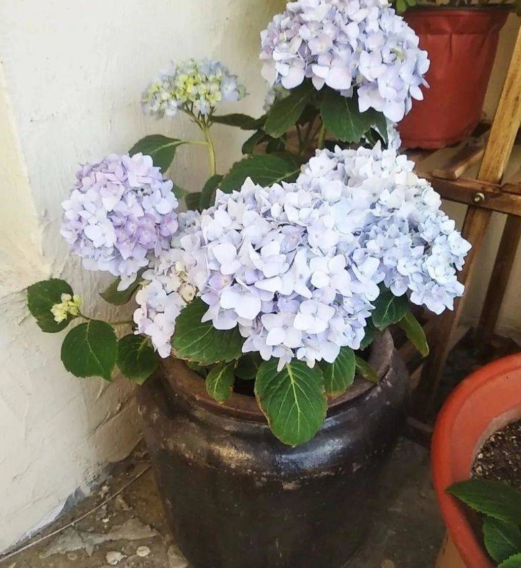 破缸种花效果图,破了的坛子种花