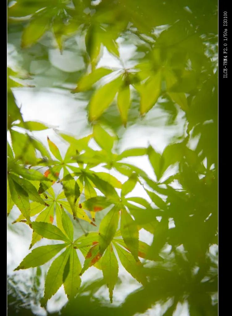 国产自动对焦镜头进击:永诺85、42.5、35mm三镜头测评