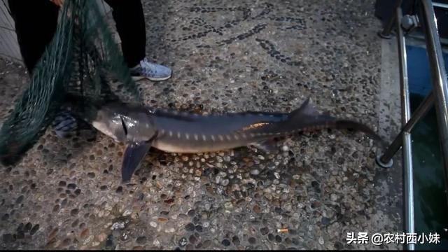 鲟鳇鱼养殖过程,鲟鳇鱼野生的和养殖的有什么不同