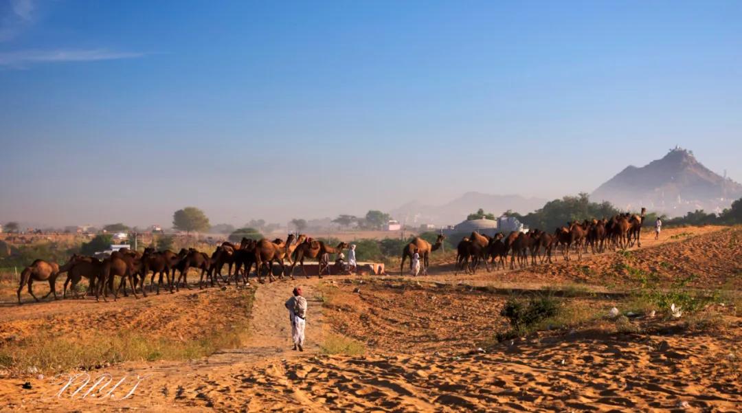 津门网徐屹：印度骆驼节上的人们（上）
