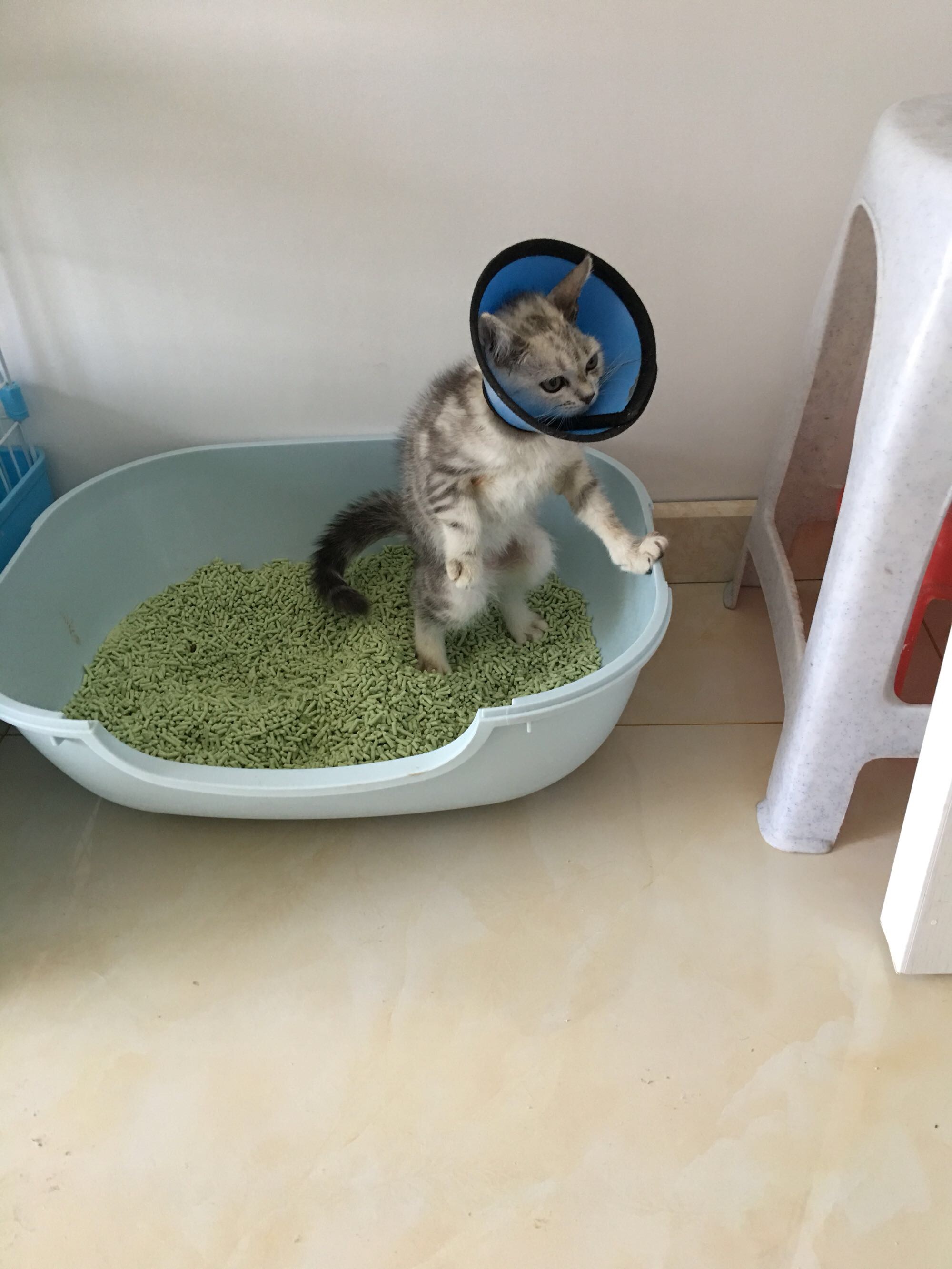 猫藓不可怕，对抗它需要的不仅仅是药物，更需要时间与耐心