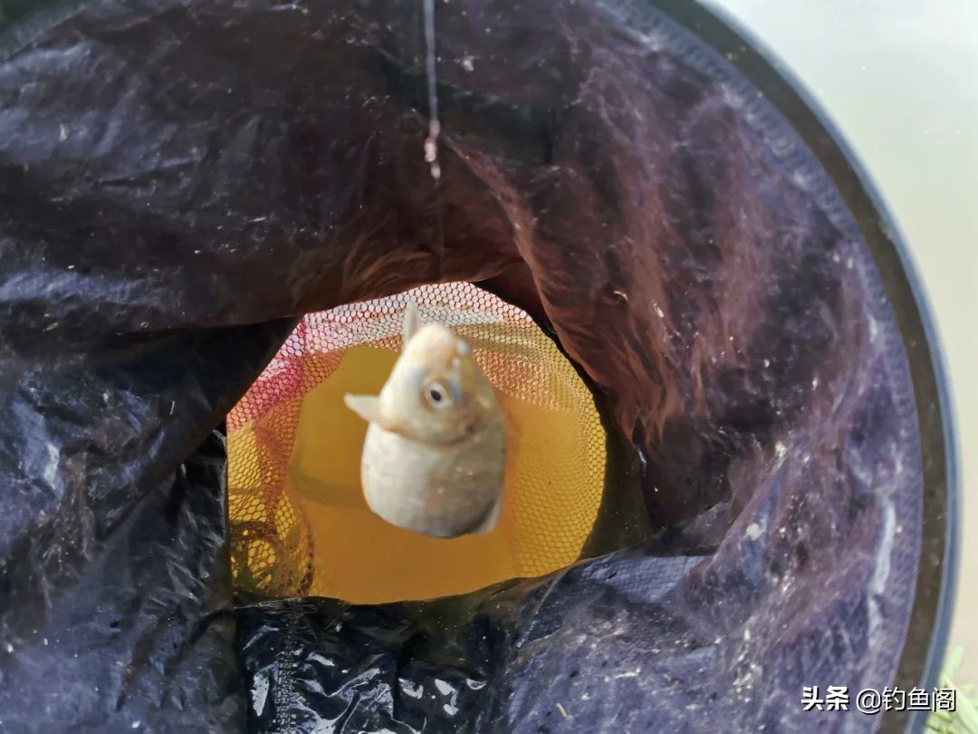 连续几天钓一个窝子鱼越钓越小,经常在同一个位置鱼越钓越小了