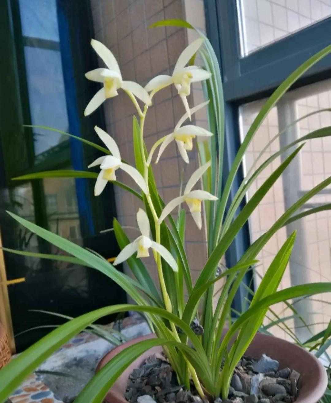 十大值得养的兰花有哪些,适合家庭养的兰花品种大全图