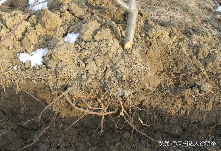 桃养人，可要种好桃，这些桃的特性要了解