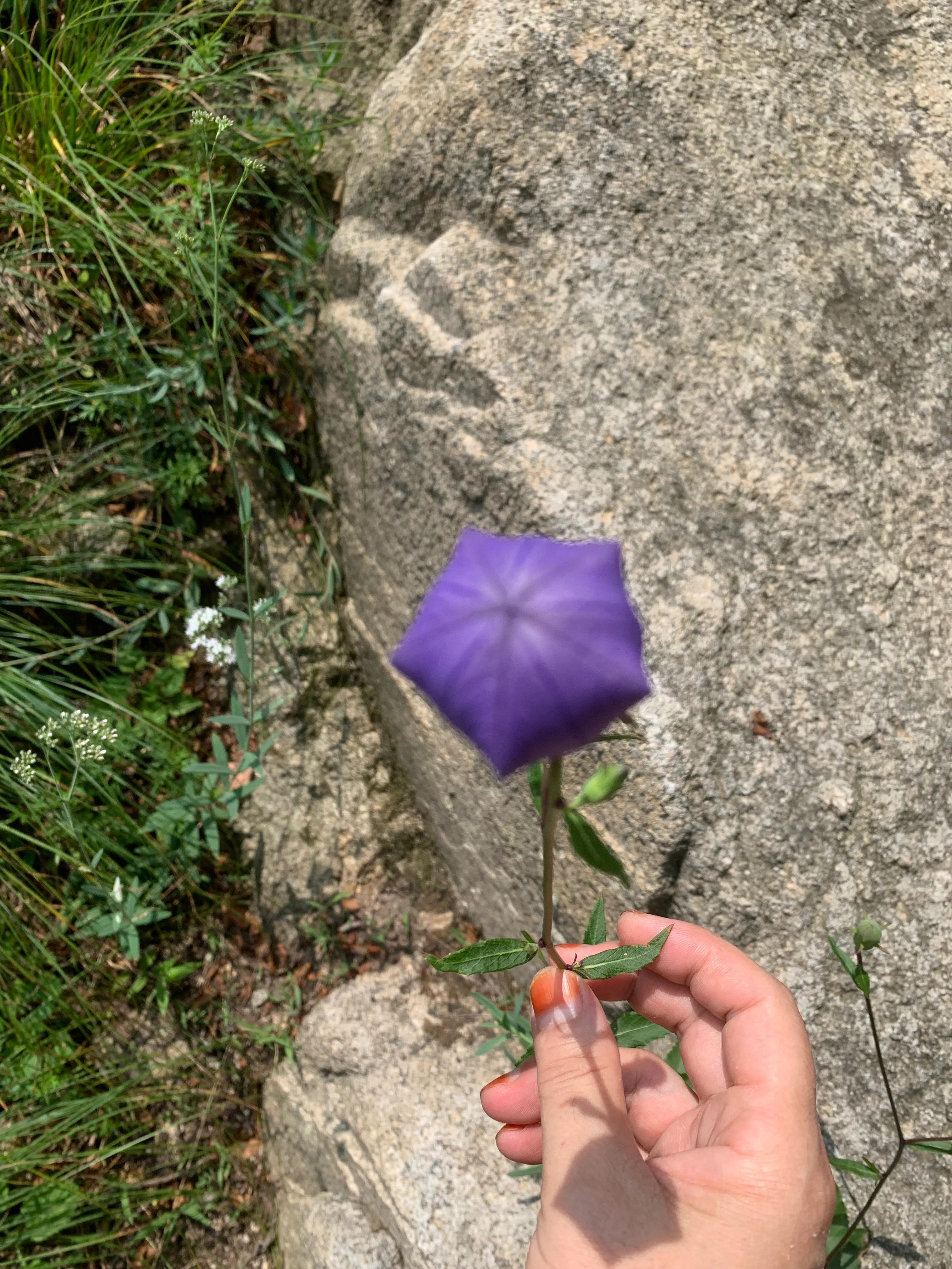 一朵花的守候——七峪沟纪行
