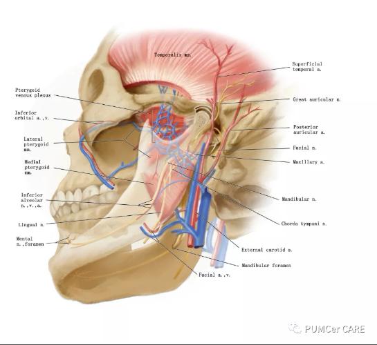 医学解剖创意绘画及作品简介,解剖手骨绘图大赛手绘图