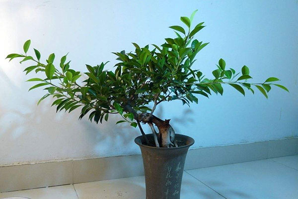 榕树换盆后叶子发黄掉叶怎么办,三层榕树叶子发黄脱落是什么原因