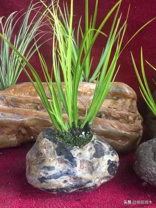 赞美菖蒲盆景的诗句,盆景诗词经典赏析