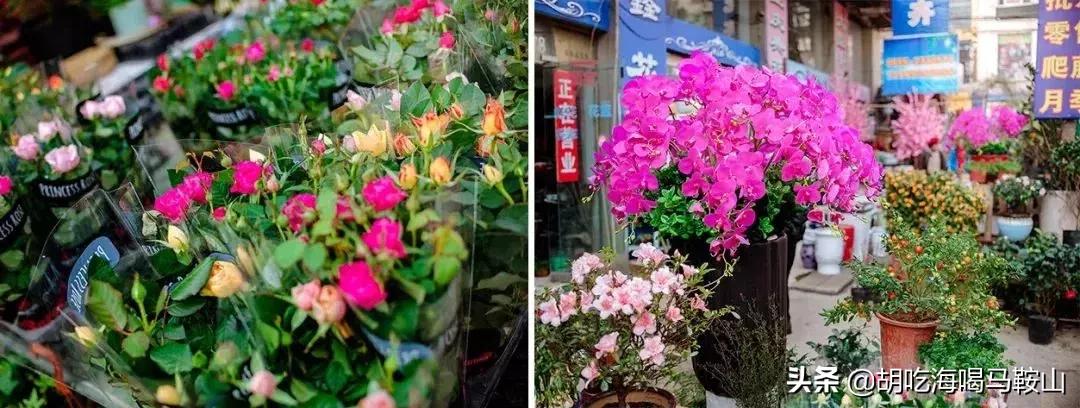 逛遍安徽各个市,安徽省马鞍山附近的大型花市