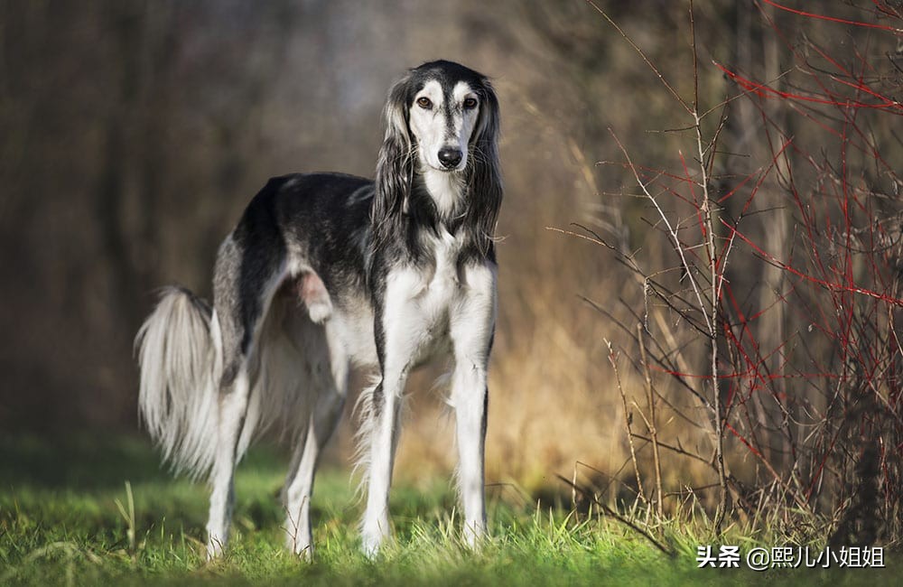 世界名贵犬种,中国名贵犬种大全图片