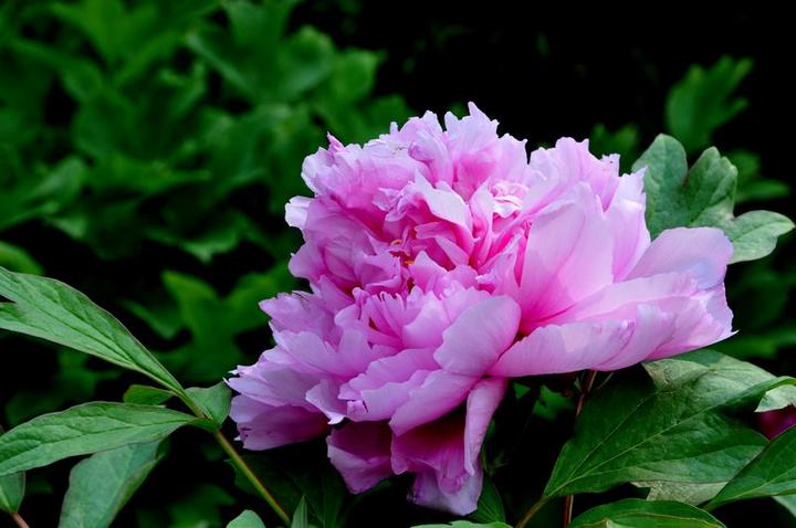 10种最好的鲜花名字,有寓意的花名英文名