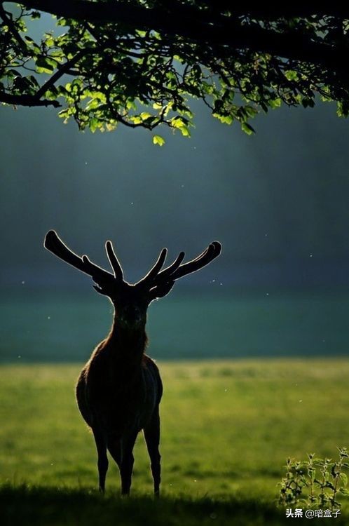 禅宗的至理需要自己去领悟,禅宗思想中的生活智慧