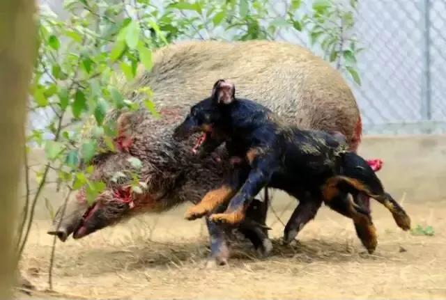 世界各国大型猛犬排名,世界各国猛犬排名