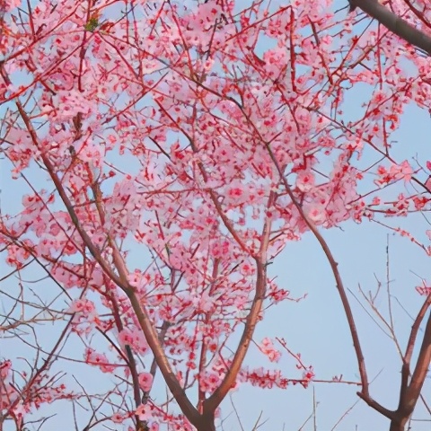 重庆风景优美的旅游地免费,重庆风景好的地方三天自驾游