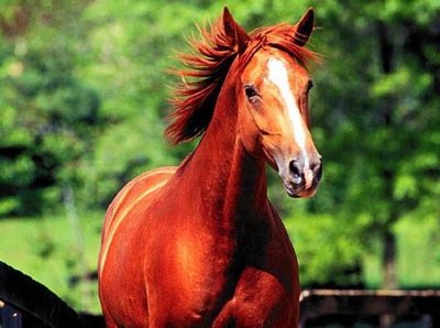 吕布的马为什么叫赤兔马,吕布骑赤兔马是什么马