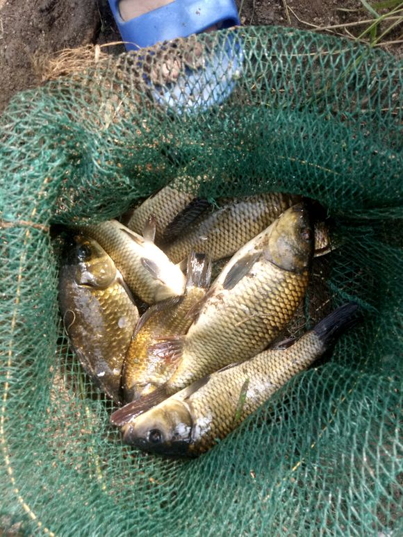 500g大鲫大鲤钓鱼添加剂,钓鱼小药添加剂一瓶搞定价格表