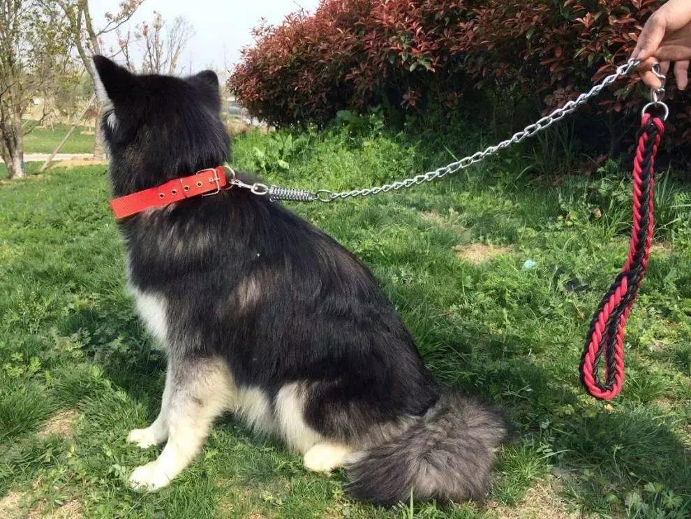 新手铲屎官训狗狗的方法大全,狗狗喂养小常识铲屎官你get了吗