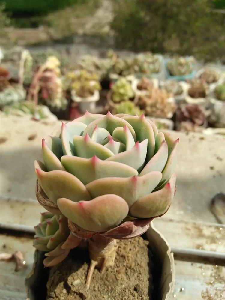 多肉黑霉病怎么消除最有效,多肉白腐病怎么防治