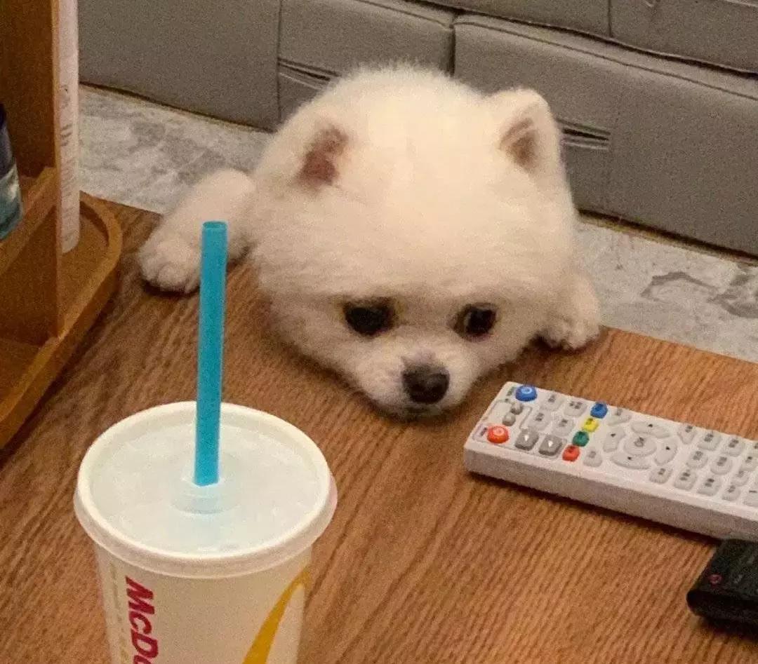 狗狗这么可爱，怎么舍得和它吵架呢？除非忍不住