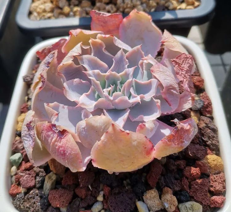 养多肉植物修身养性,多肉的习性和日常养护方法