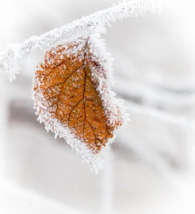 早安正能量句子带图片大雪,大雪天早安语图片