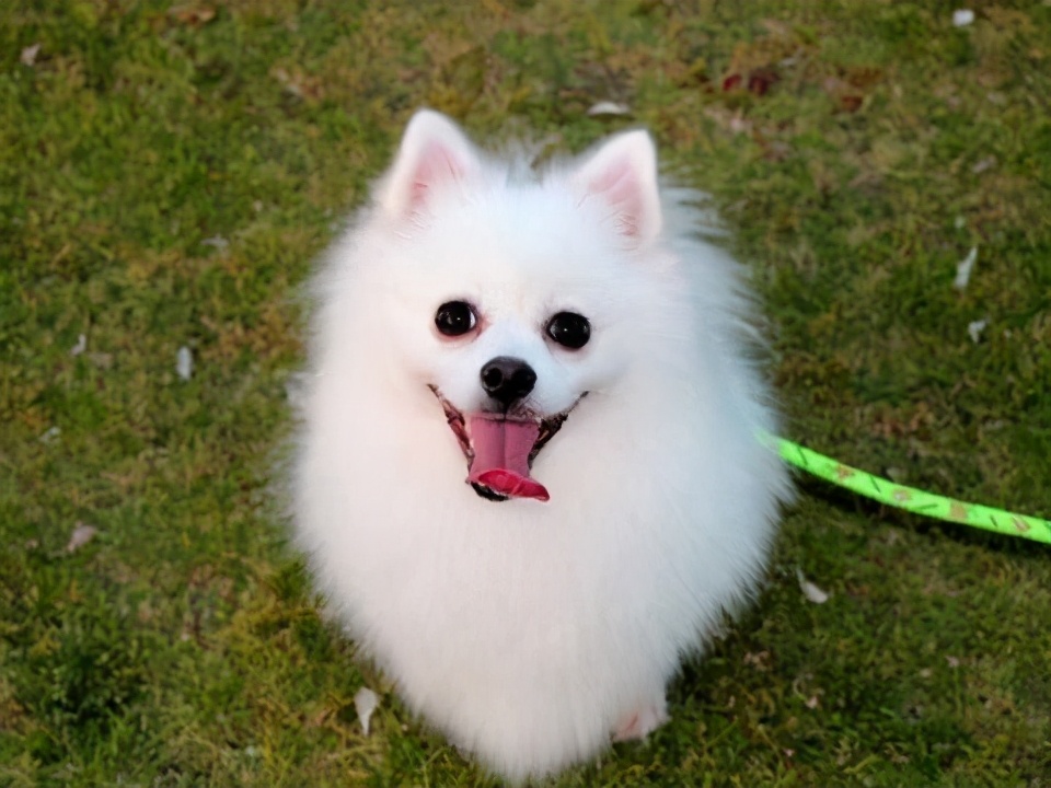 哪种大型宠物犬寿命长好养,寿命长又好养的狗狗有哪些