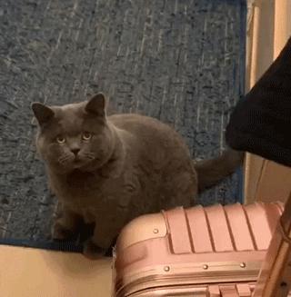 英国短蓝猫好养吗,千万别养蓝猫